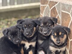 Pui de Ciobanesc german disponibil pentru rezervare