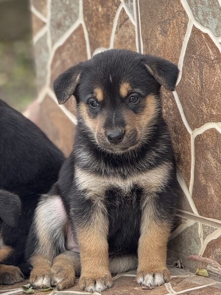 Pui de ciobanesc german disponibil pentru rezervare,