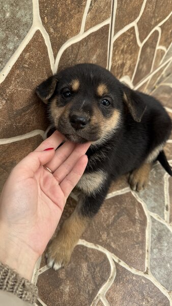 Pui de ciobanesc german disponibil pentru rezervare,