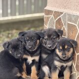 Pui de ciobanesc german disponibil pentru rezervare